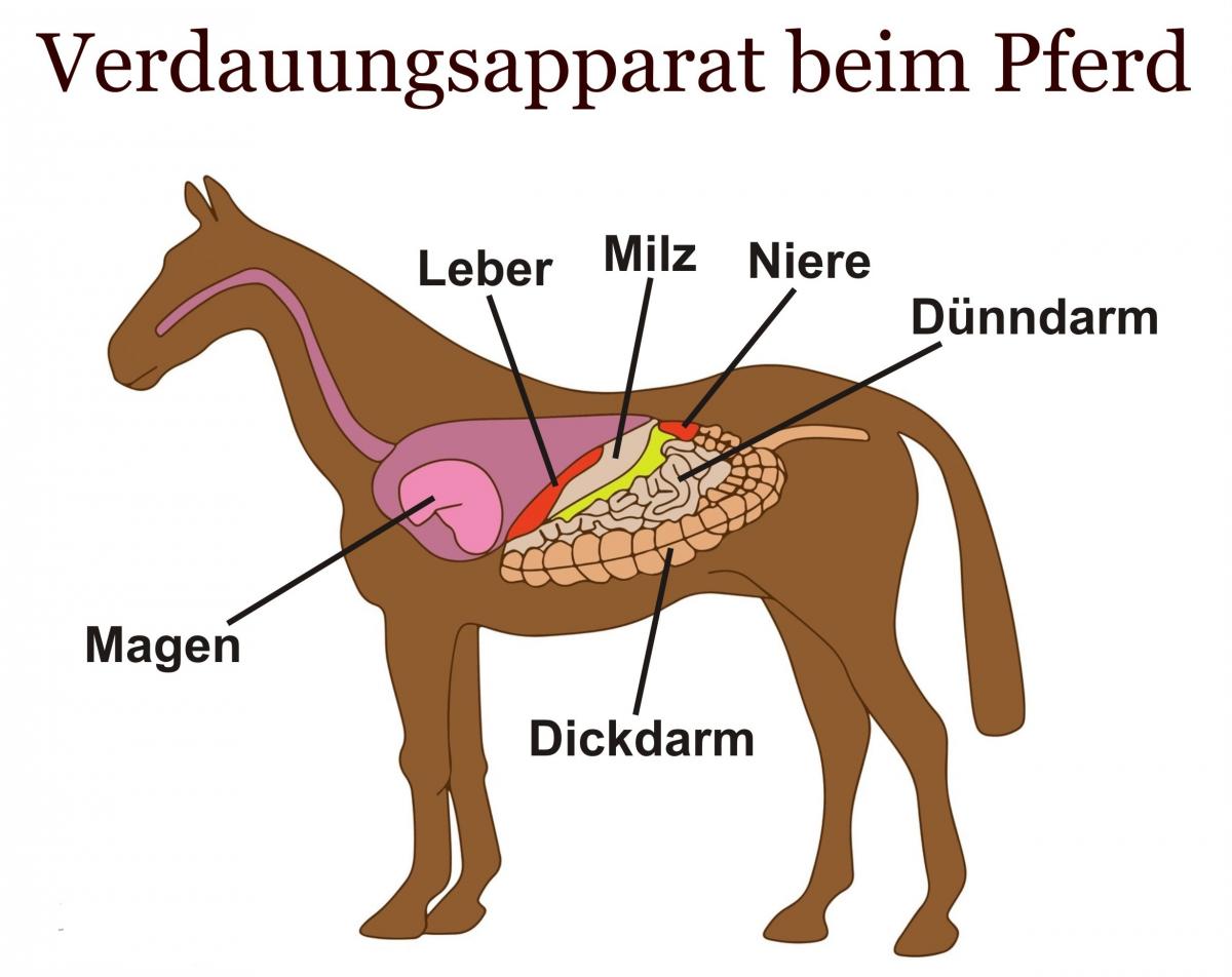 Pferd Anatomie Niere