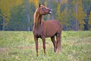 Flashy Arabian chestnut Stallion standing in meadow, late summer.