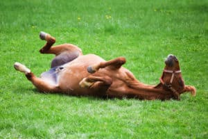 Pferd wälzt sich genussvoll im Gras