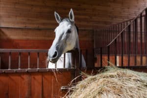 White horse eating hay in the stable