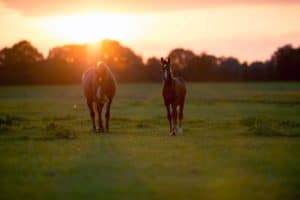 Mother horse with foal on farm land at sunset. Geesteren. Achterhoek. Gelderland. The Netherlands.