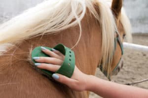 horse grooming