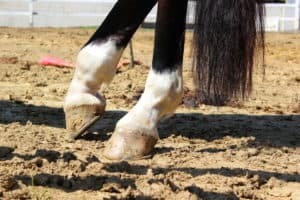 Die Hinterhufe und der Schweif eines Pferdes auf Sandboden