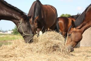 Herd of brown horses eating dry hay in summer