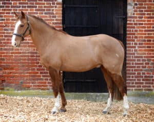 A standing horse with a fully clipped out coat.