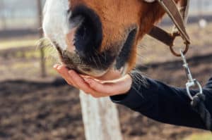 Horse eating from hand. Horizontal shot.
